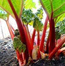 Rhubarb06